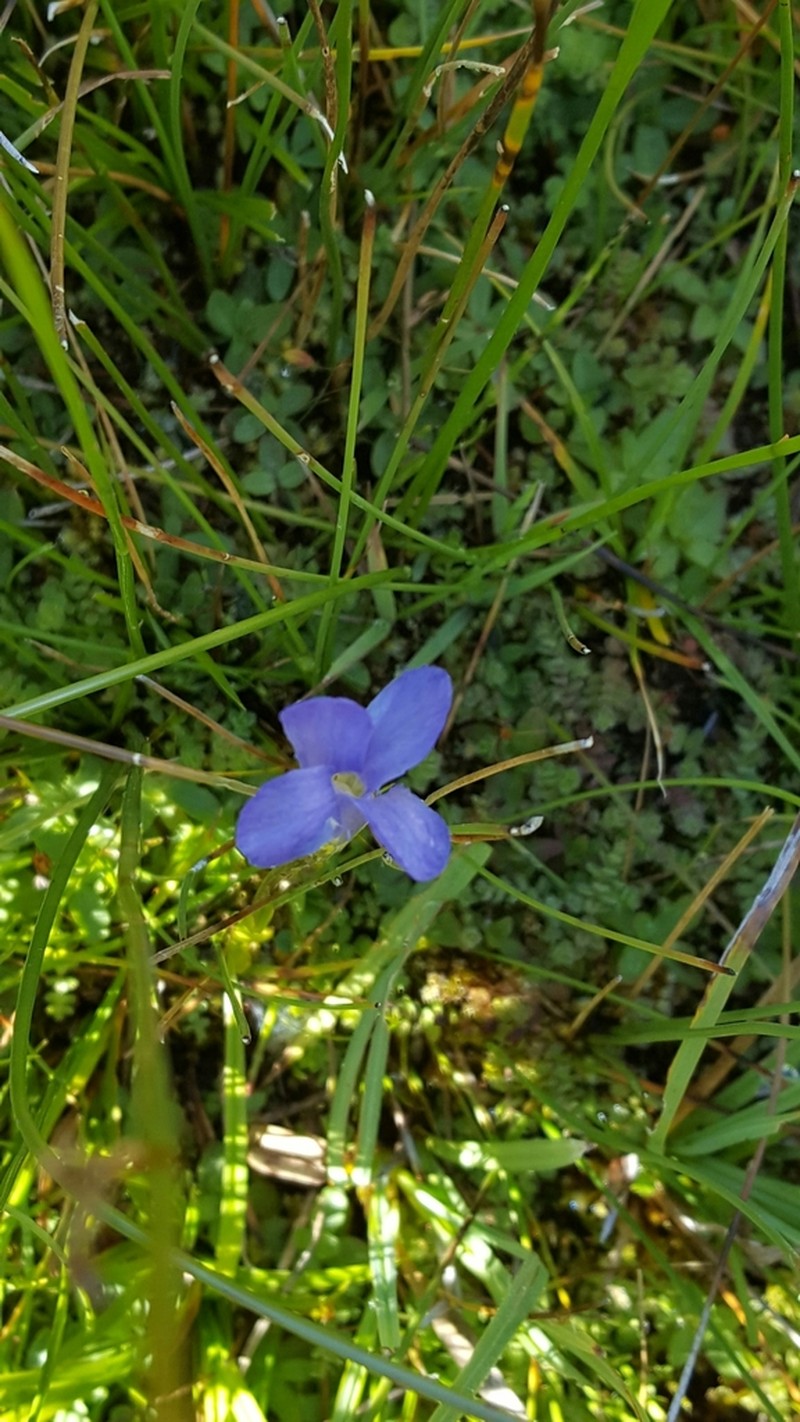 Oneflower Fringed Gentian