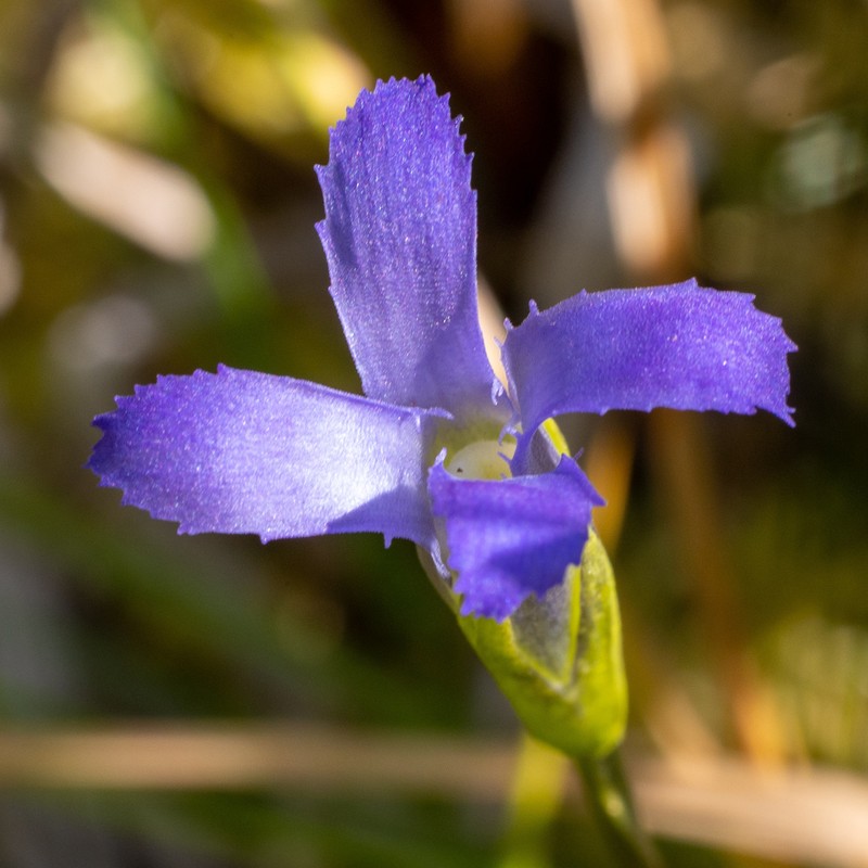 Oneflower Fringed Gentian photo 2