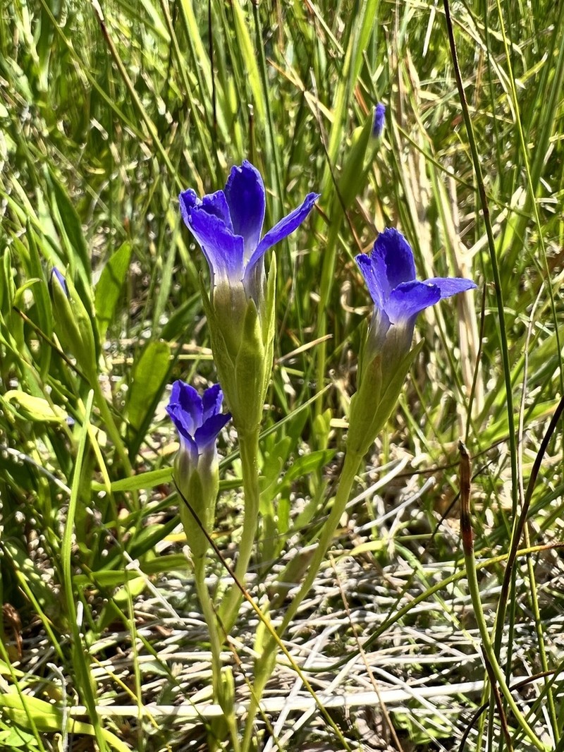 Oneflower Fringed Gentian photo 3