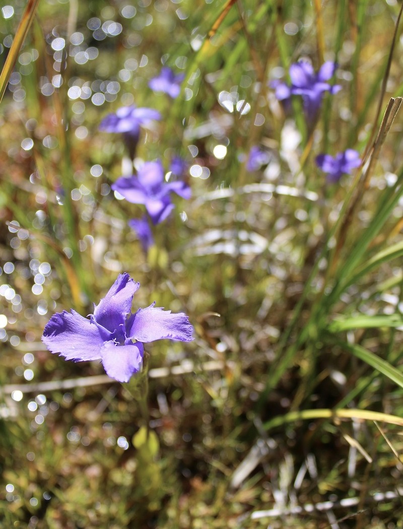 Oneflower Fringed Gentian photo 4