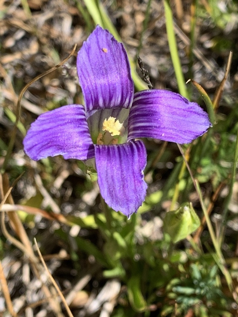 Oneflower Fringed Gentian photo 5