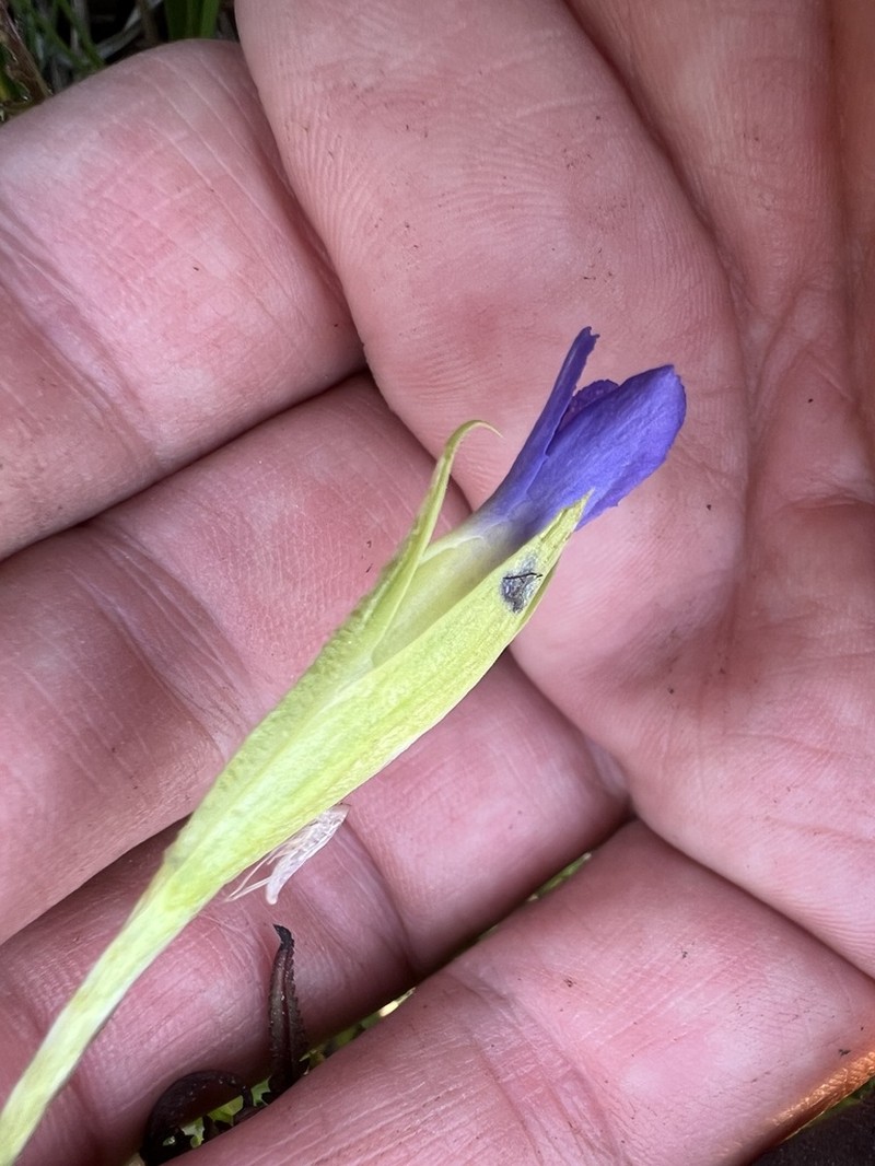 Oneflower Fringed Gentian photo 6