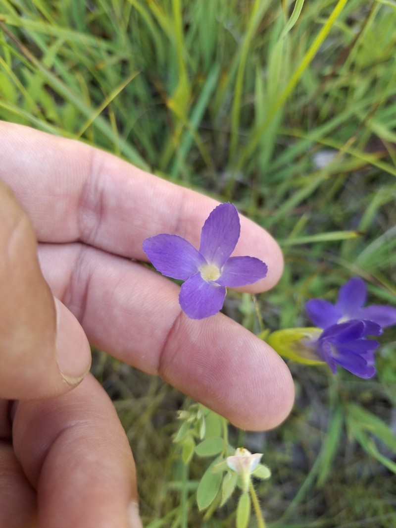 Oneflower Fringed Gentian photo 7