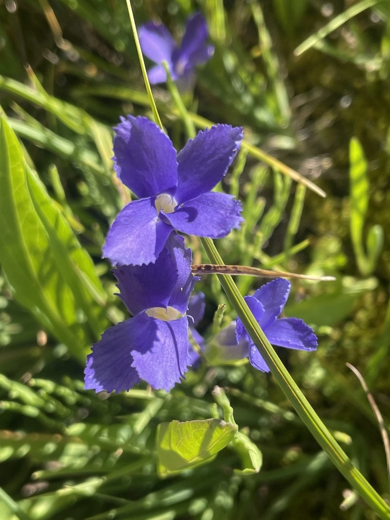 Oneflower Fringed Gentian photo 8