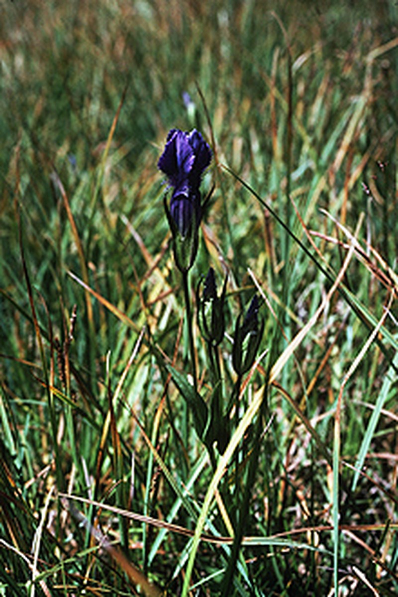 Rocky Mountain Fringed Gentian