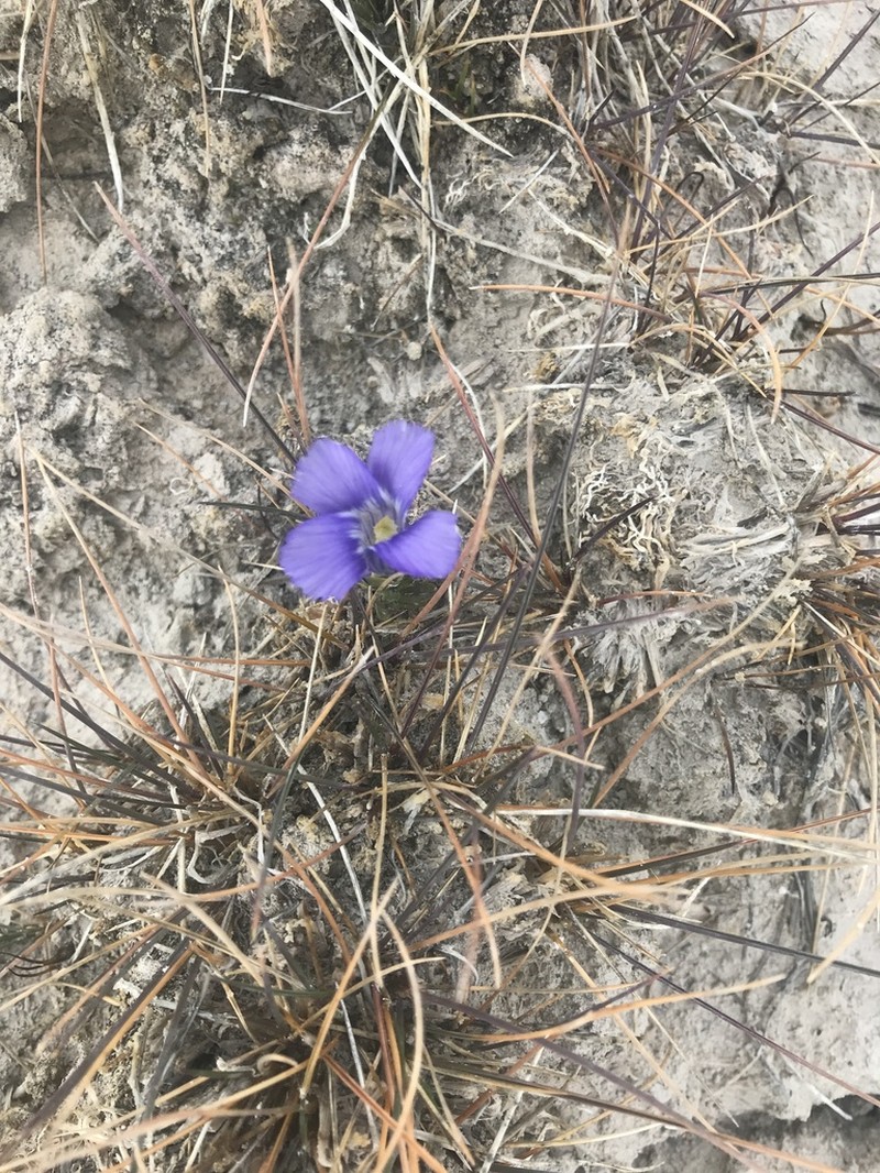 Rocky Mountain Fringed Gentian