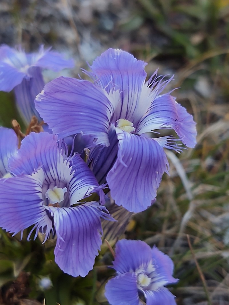Rocky Mountain Fringed Gentian photo 2