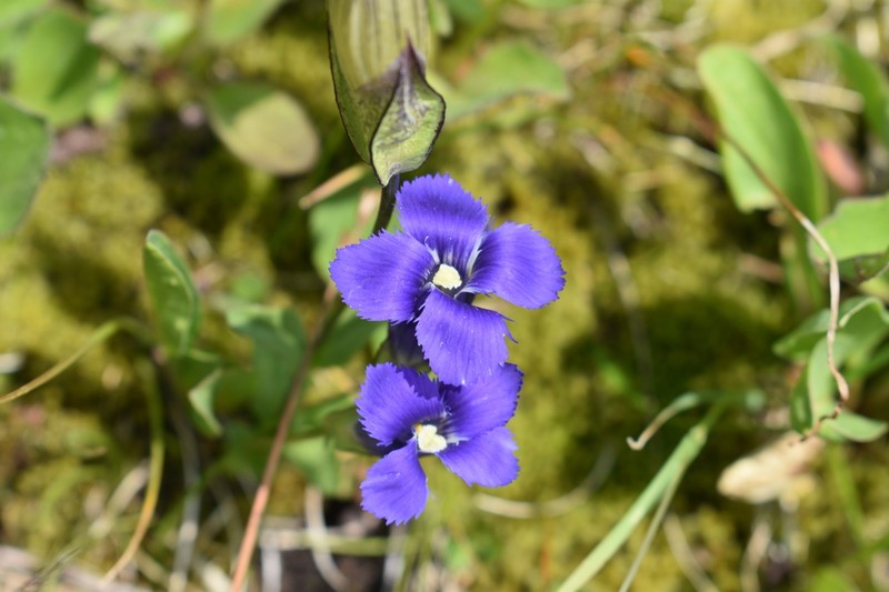 Rocky Mountain Fringed Gentian photo 3