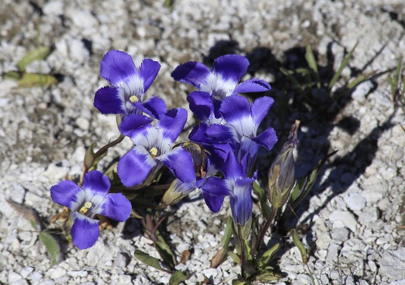 Rocky Mountain Fringed Gentian photo 4