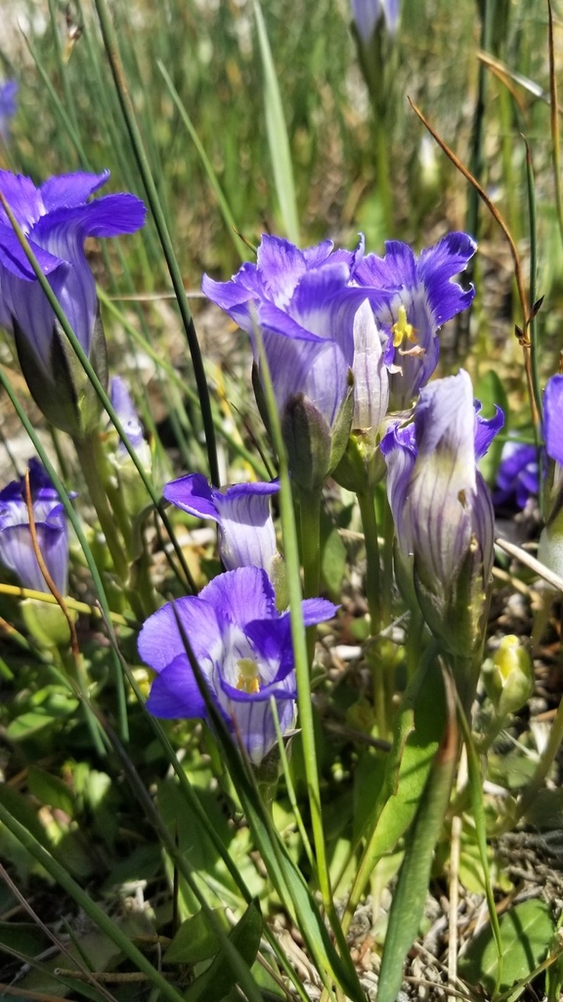 Rocky Mountain Fringed Gentian photo 5