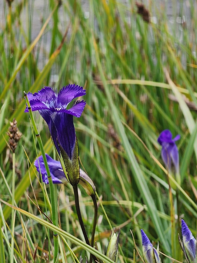 Rocky Mountain Fringed Gentian photo 6