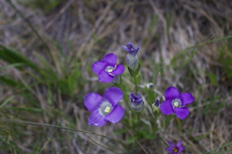 Rocky Mountain Fringed Gentian photo 7