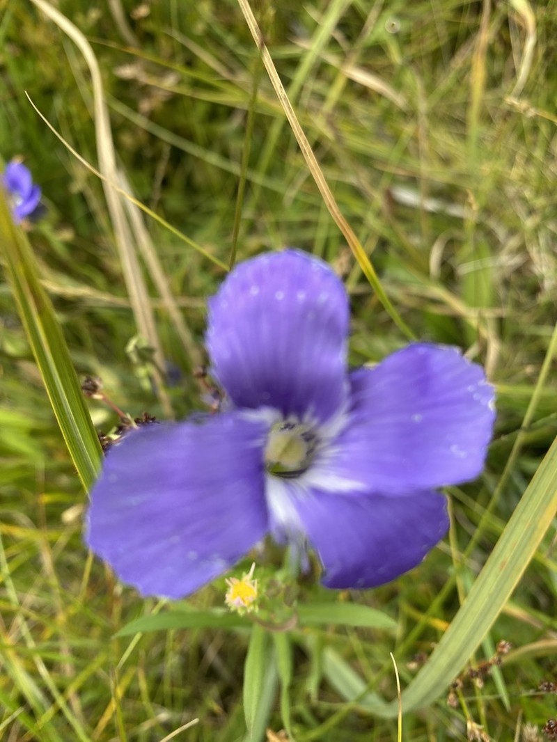 Rocky Mountain Fringed Gentian photo 8