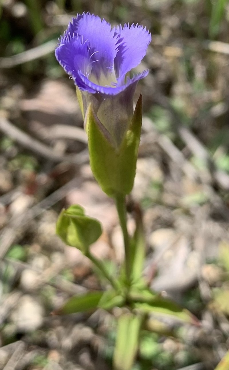 Lesser Fringed Gentian