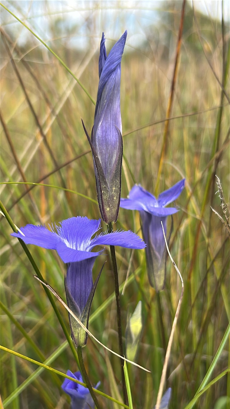 Lesser Fringed Gentian photo 3