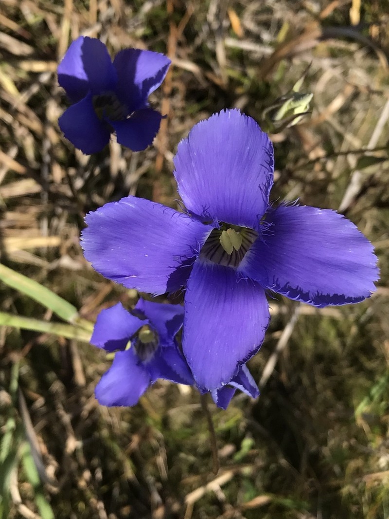Lesser Fringed Gentian photo 4