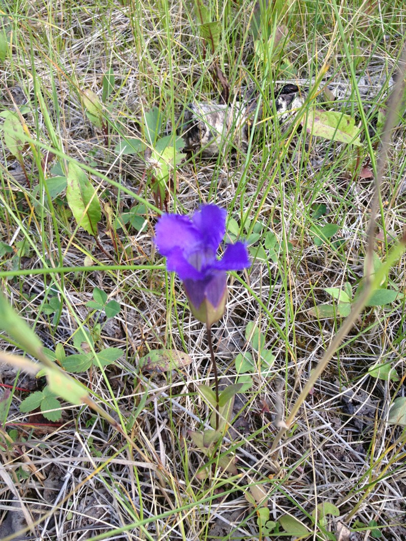 Lesser Fringed Gentian photo 5