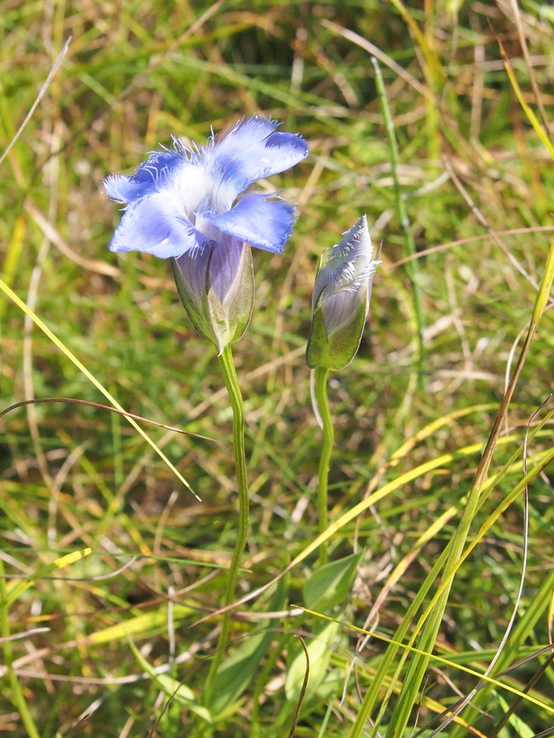 Lesser Fringed Gentian photo 6