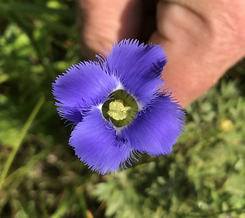 Lesser Fringed Gentian photo 7