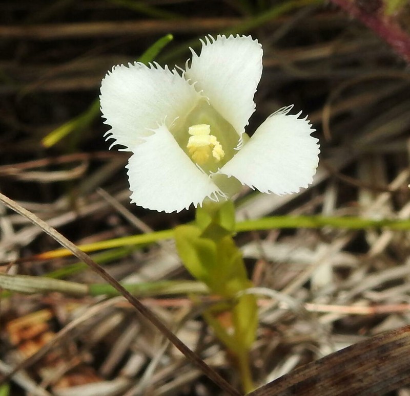 Lesser Fringed Gentian photo 8