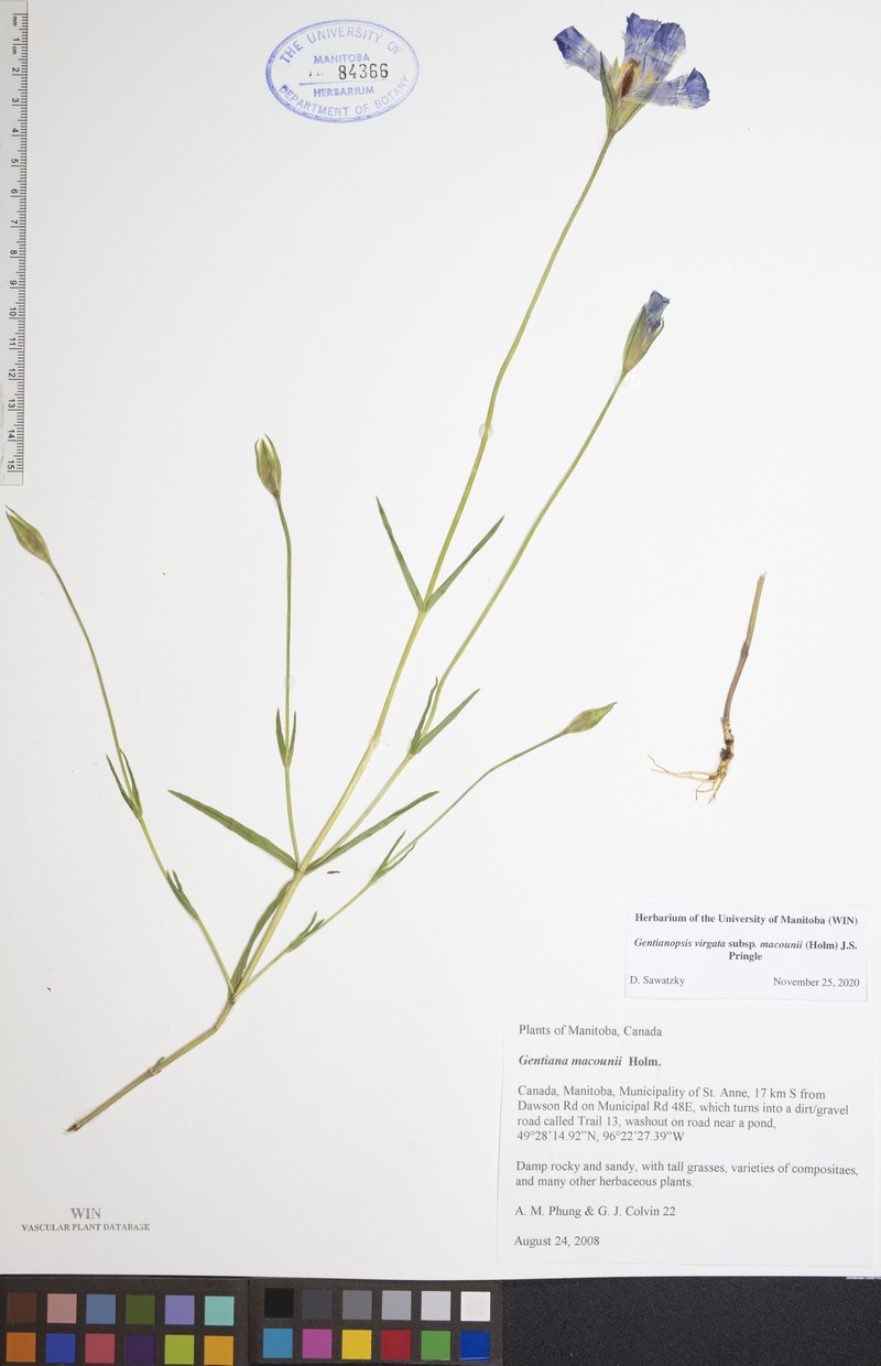 Macoun's Fringed Gentian