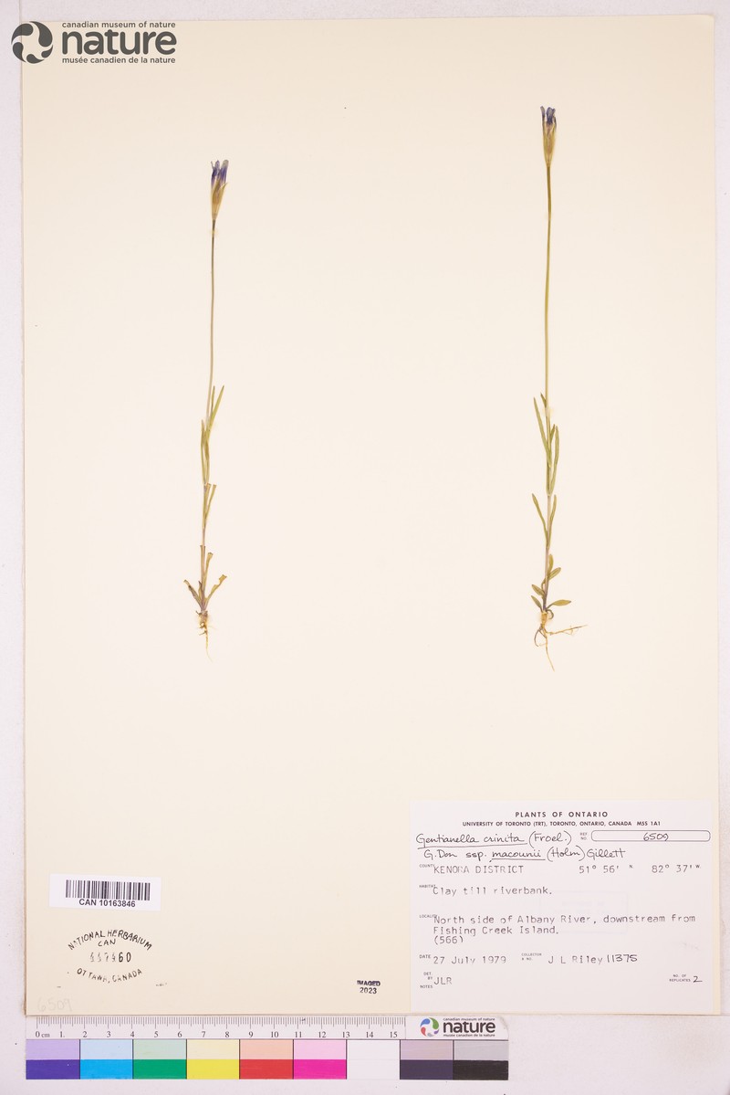 Macoun's Fringed Gentian photo 3
