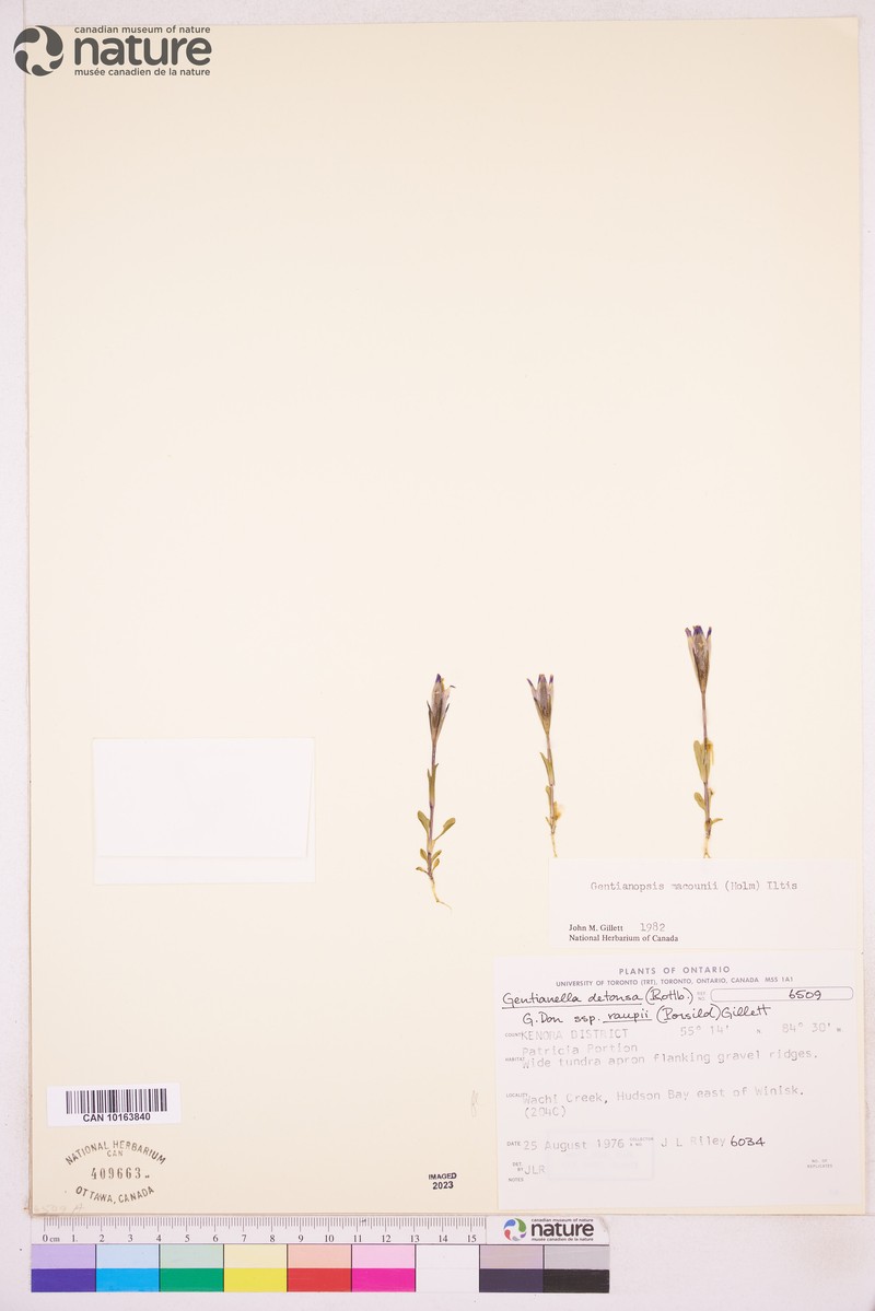Macoun's Fringed Gentian photo 4