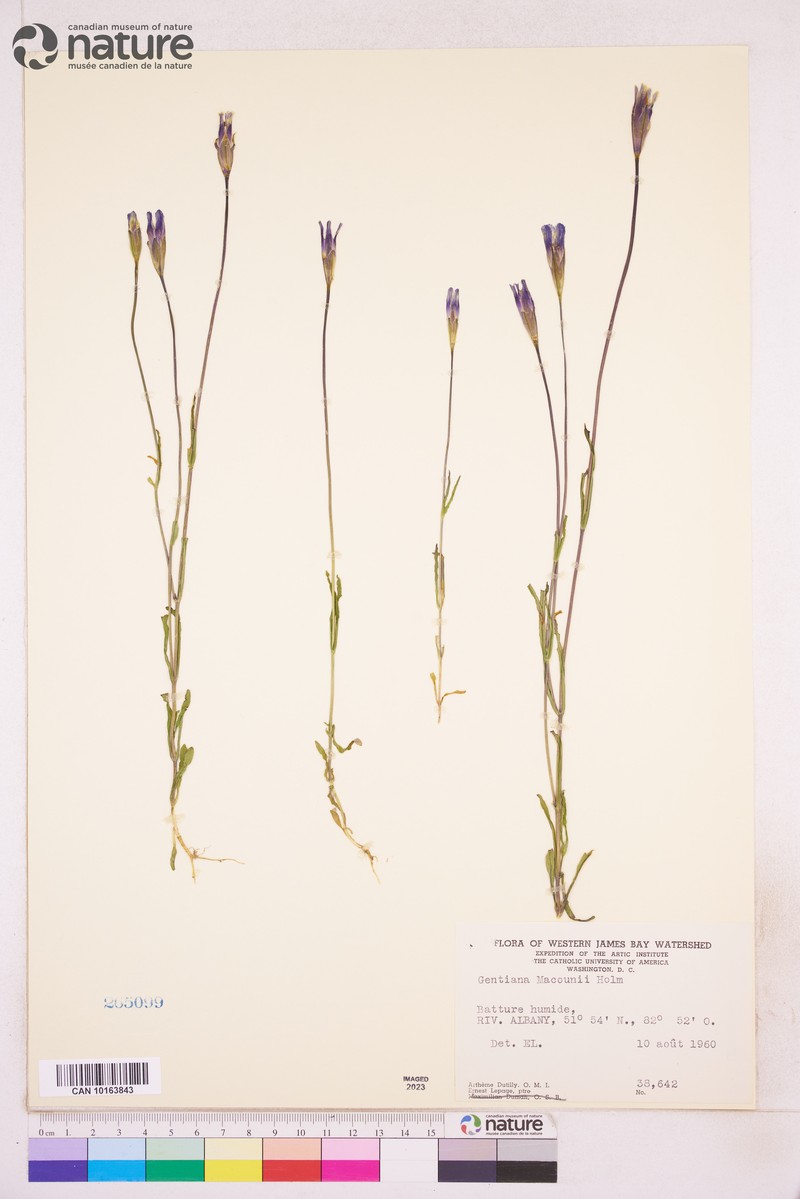 Macoun's Fringed Gentian photo 5