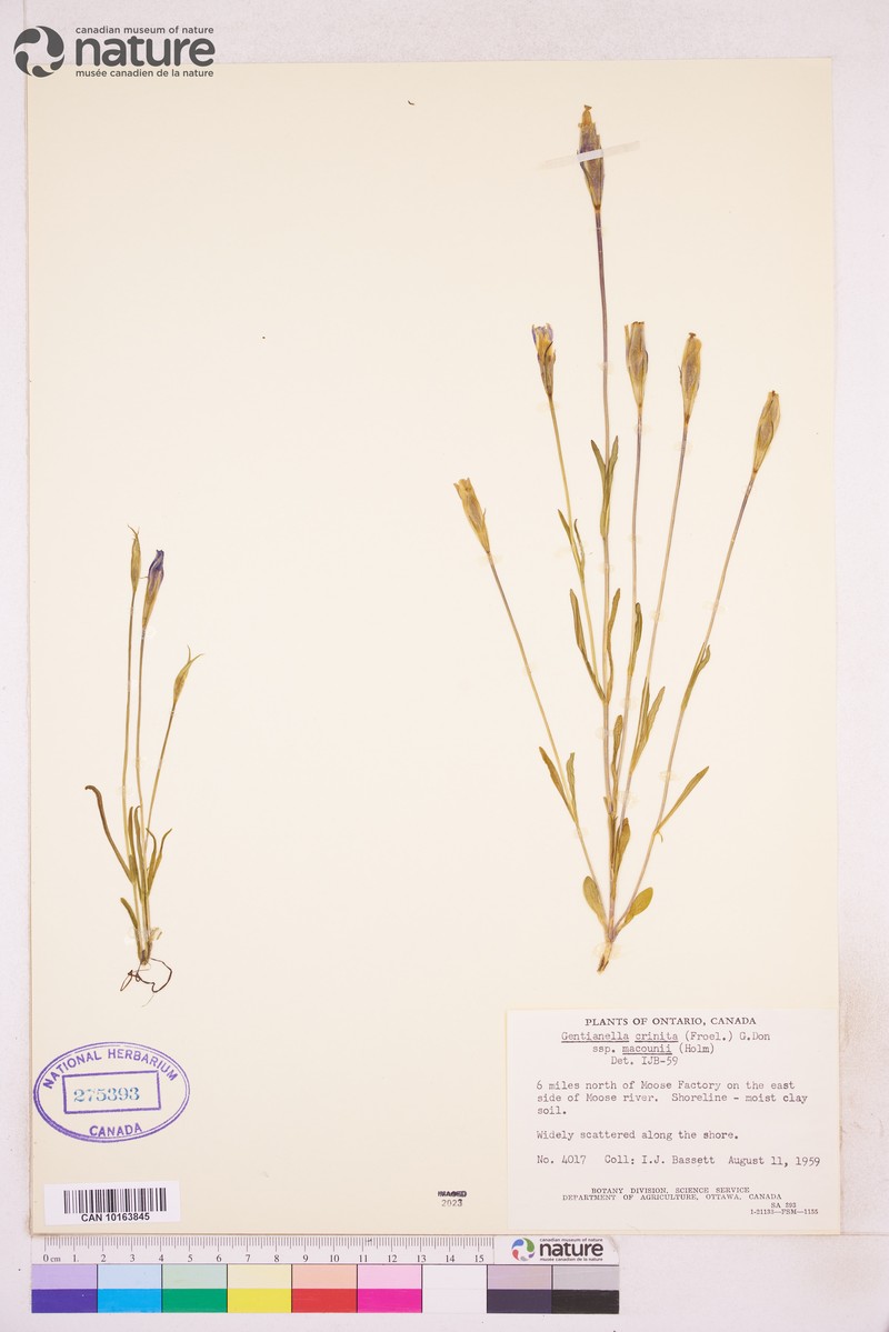 Macoun's Fringed Gentian photo 7