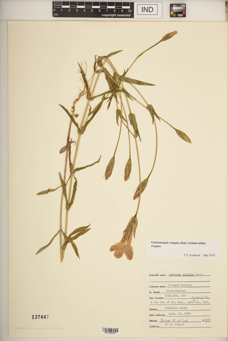 Gentianopsis virgata subsp. virgata