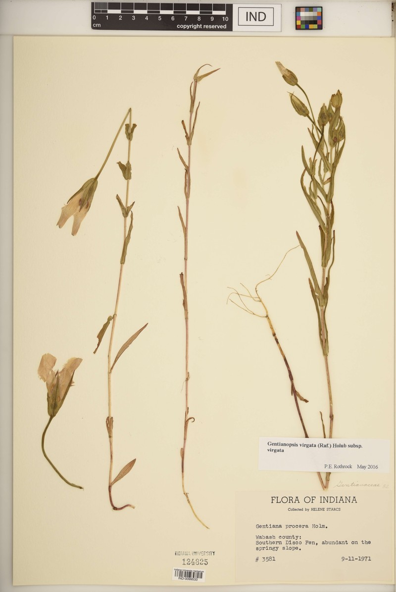 Gentianopsis virgata subsp. virgata photo 2