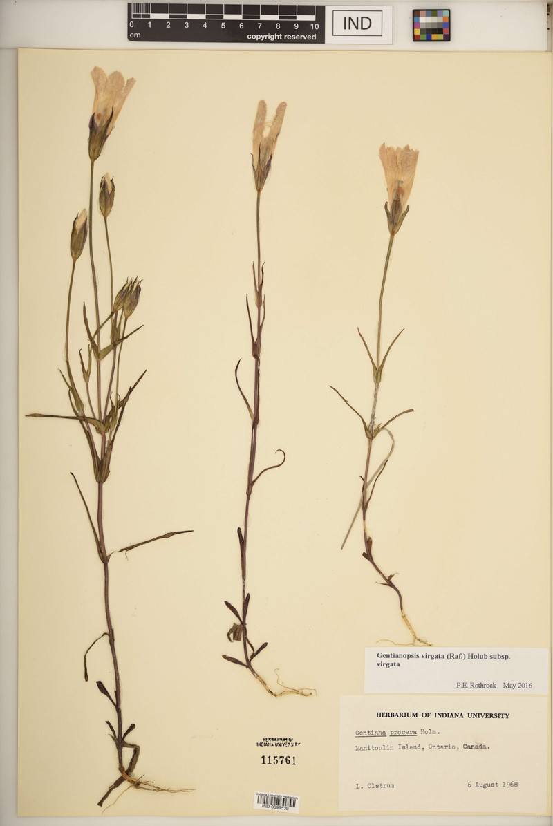 Gentianopsis virgata subsp. virgata photo 3