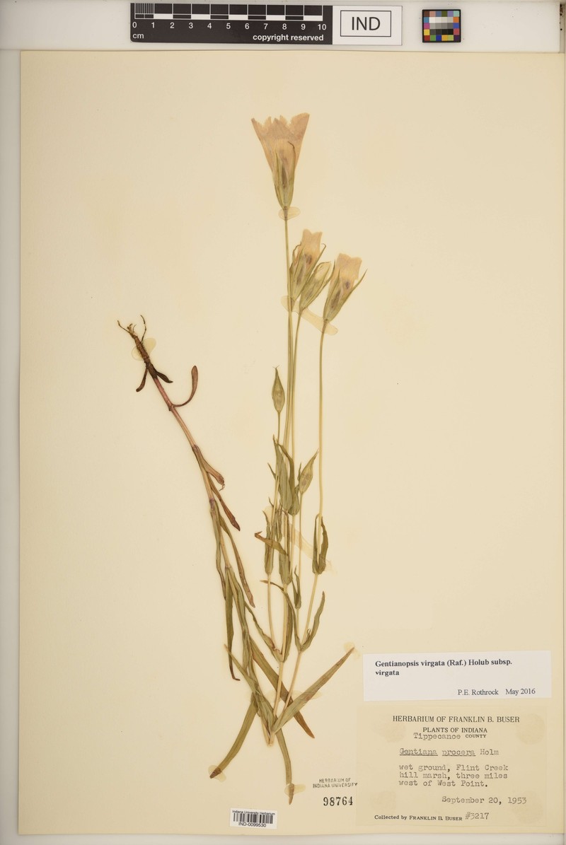 Gentianopsis virgata subsp. virgata photo 4
