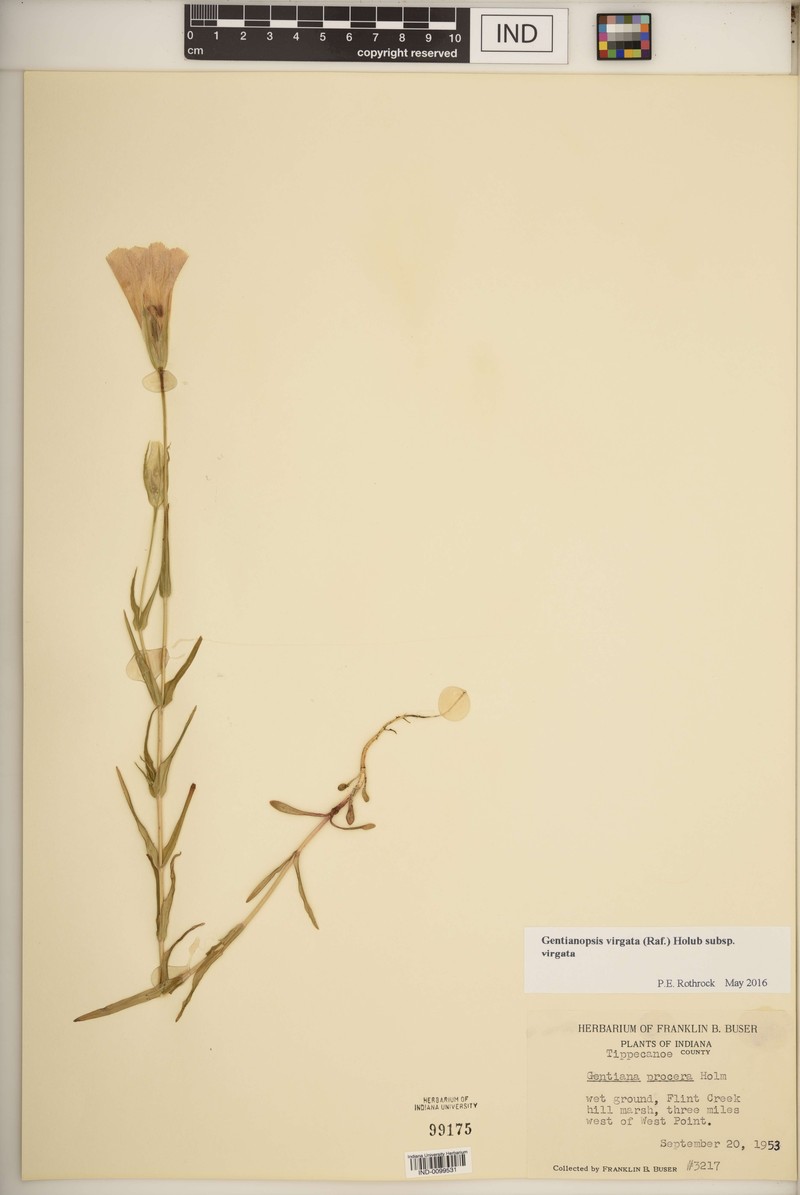 Gentianopsis virgata subsp. virgata photo 5