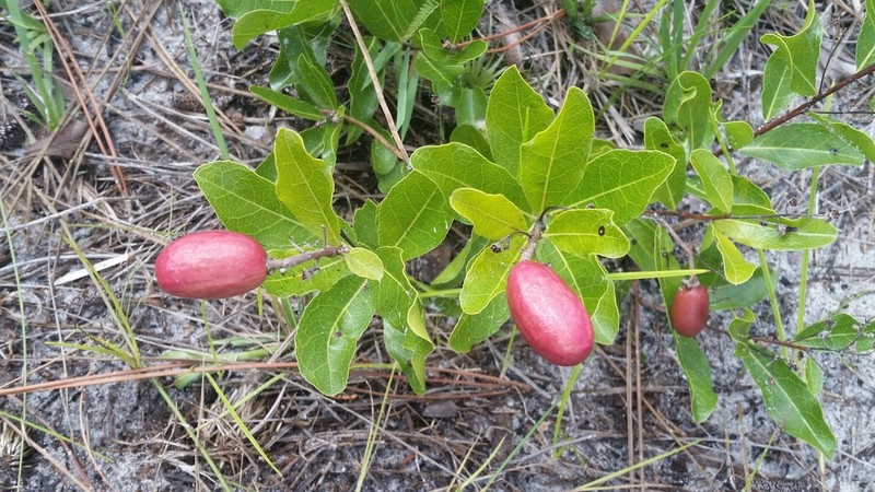 Gopher Apple