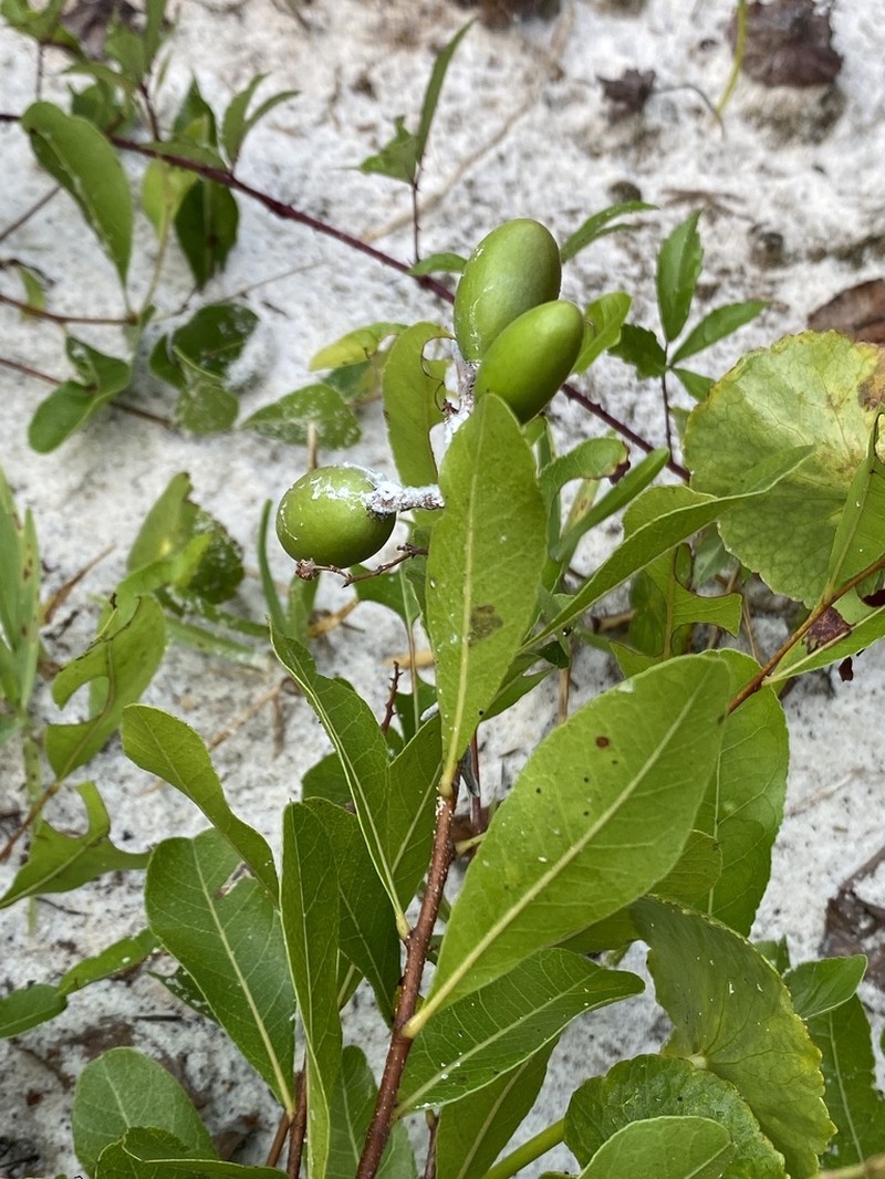 Gopher Apple photo 3