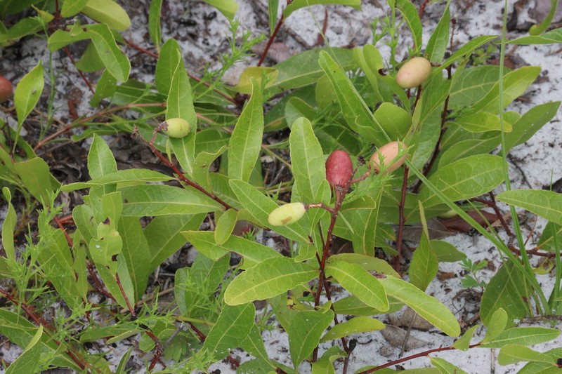 Gopher Apple photo 6