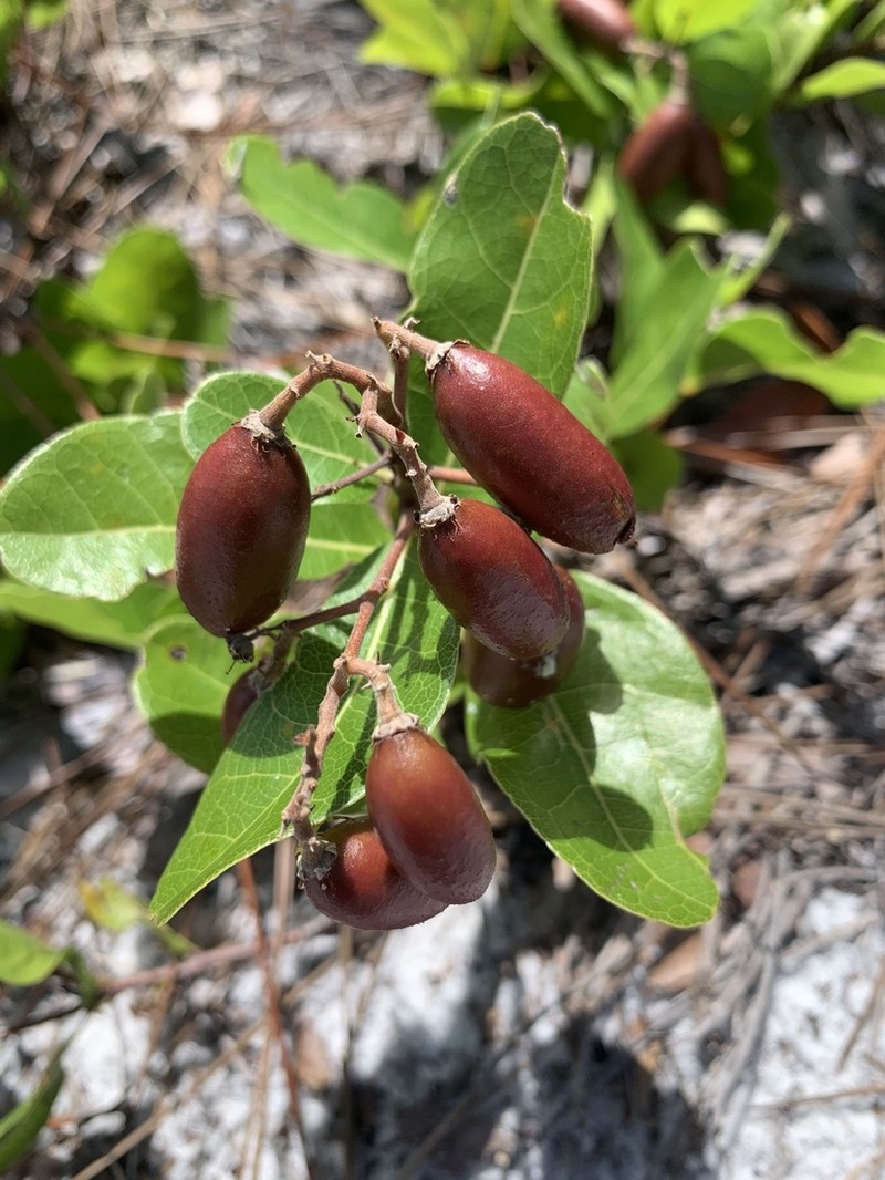 Gopher Apple photo 8