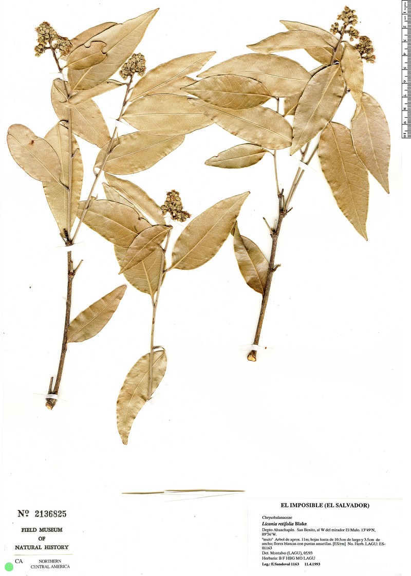 Geobalanus retifolius