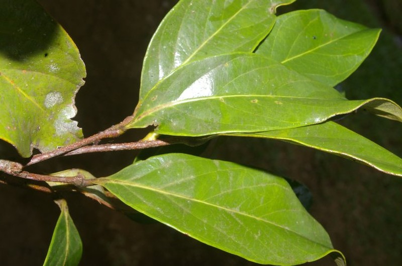 Geobalanus riverae