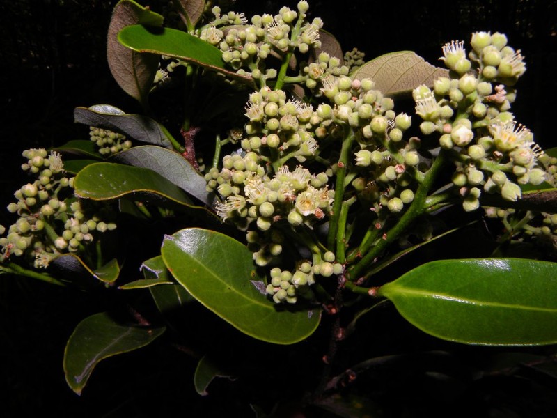 Geobalanus riverae photo 2