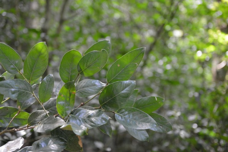 Geobalanus riverae photo 3
