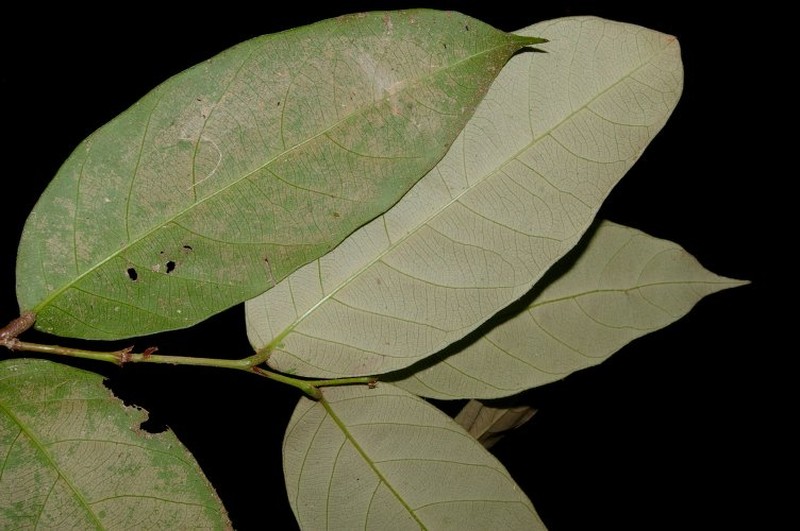 Geobalanus riverae photo 4