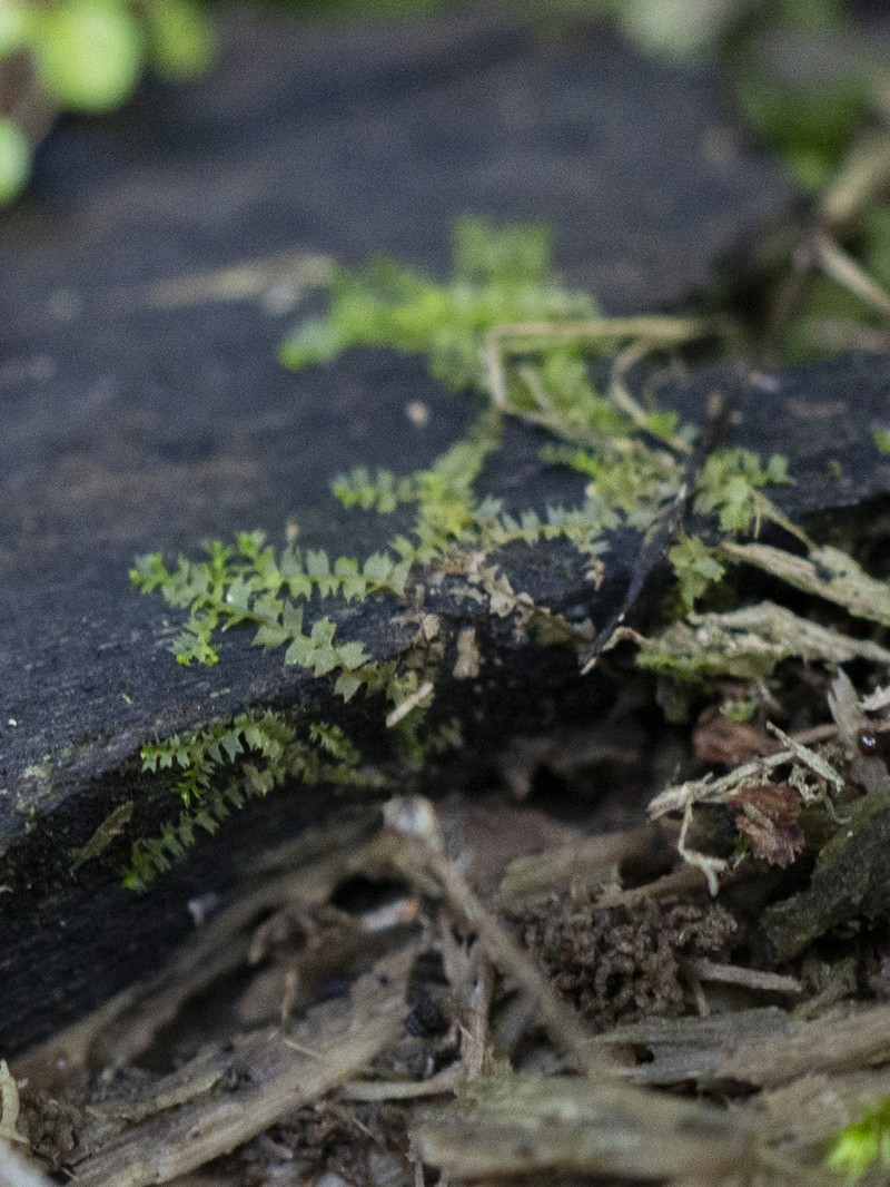 Geocaly graveolens