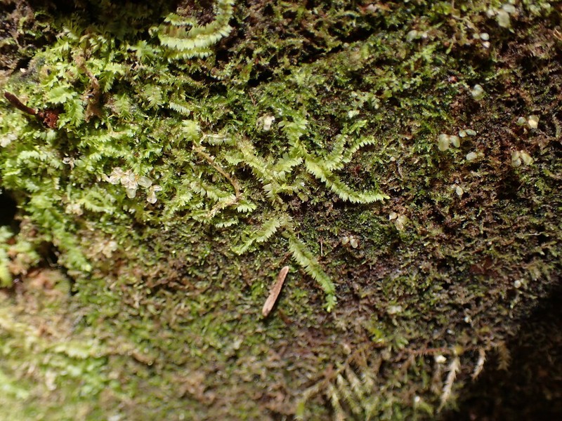 Geocaly graveolens photo 2