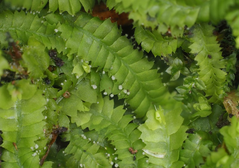 Geocaly graveolens photo 3