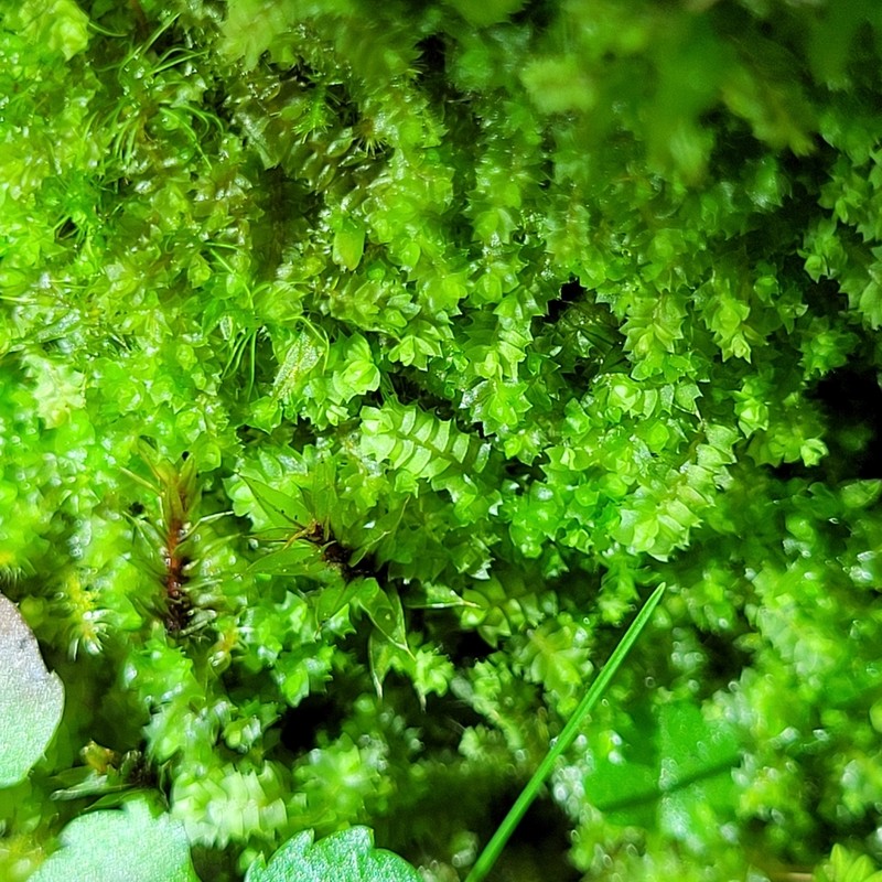 Geocaly graveolens photo 4