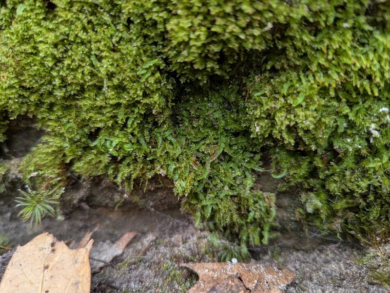 Geocaly graveolens photo 5