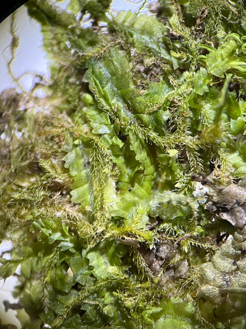 Geocaly graveolens photo 6