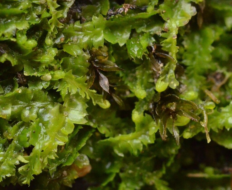 Geocaly graveolens photo 7